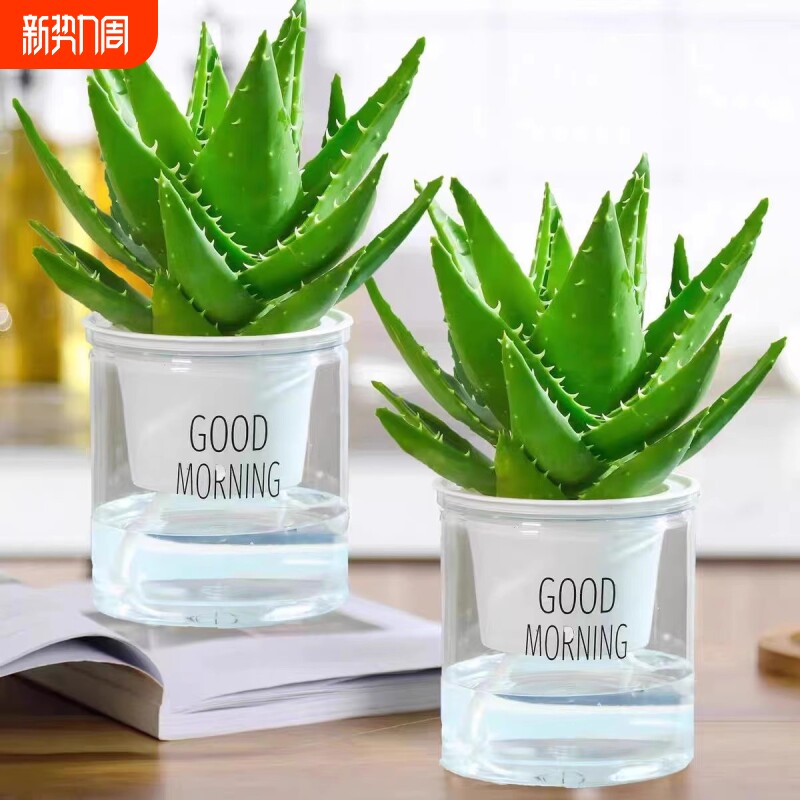 芦荟盆栽室内多肉净化空气绿植物除甲醛四季好养花卉仙人掌客厅