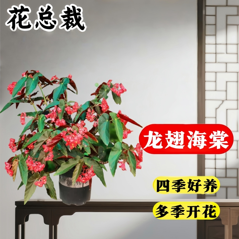 竹节海棠花卉盆栽大叶斑点绿植