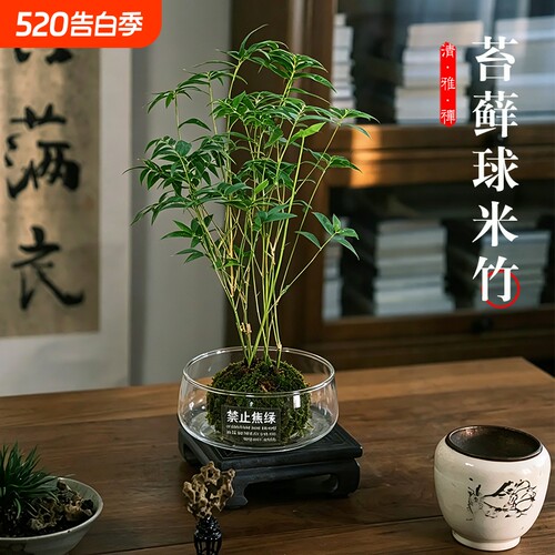 水培米竹苔藓球姬月季七彩香水石斛兰盆栽懒人好养绿植室内花卉