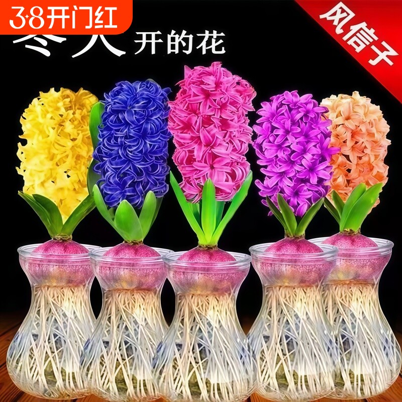 风信子种球水培植物室内绿植物种球盆栽耐寒水养郁金香花卉土培套