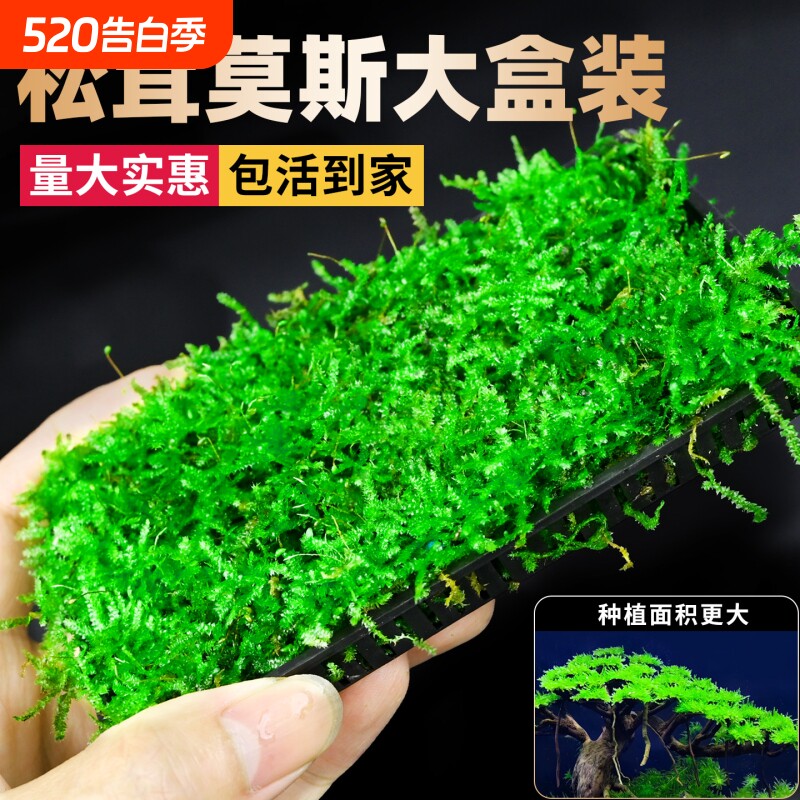 莫斯水草真松茸莫斯盒片鱼缸造景专用慕丝树沉木装饰前景阴性植物