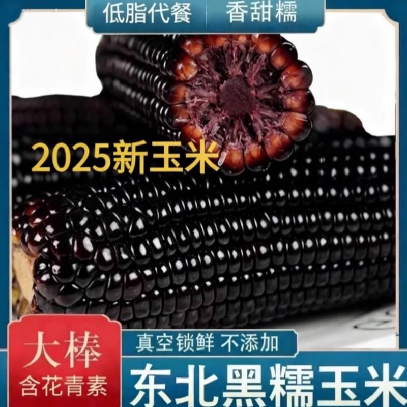东北黑糯玉米甜玉米真空包装新鲜采摘甜粘苞米低脂早餐10棒