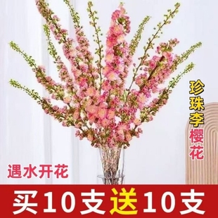 干枝枝水培鲜花植物室内花卉好养梅花水养耐寒客厅庭院冬季鲜切