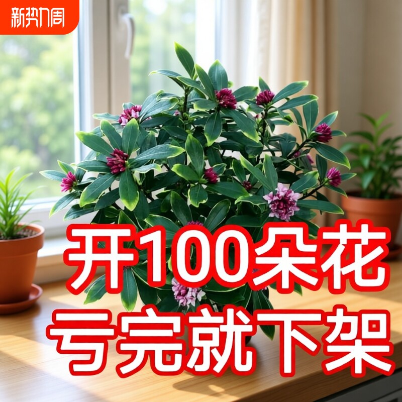 热销金边瑞香大苗盆栽浓香耐寒花卉室内外观花植物开花大小苗