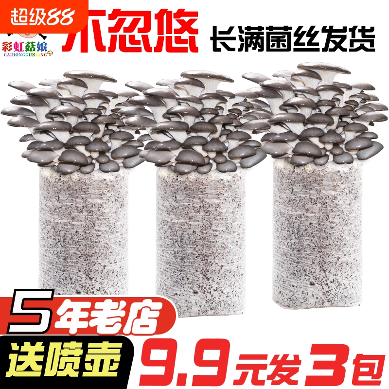 【9.8发3包】蘑菇种植包菌种菌包平菇家种盆栽自种蘑菇家庭室内