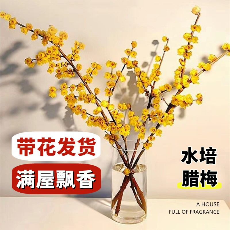 水培腊梅鲜切花干枝花水养红梅室内鲜花卉植物花束客厅多规格