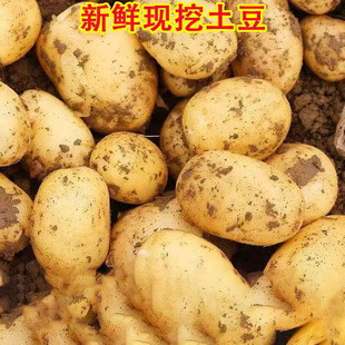 包邮 蔬菜农家土豆 新鲜黄皮黄心土豆新鲜现挖马铃薯当季