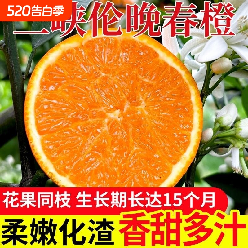 正宗伦晚脐橙春橙秭归橙子当季新鲜水果整箱果冻甜榨汁大果现摘