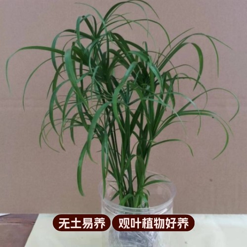 水培植物水竹盆栽旱伞草风车草水生鱼缸养挺水植物庭院棕竹 - 封面