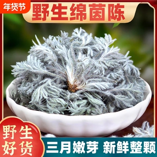 茵陈中药材500g正品野生五味子官方旗舰店新鲜白蒿三月绵茵陈泡水