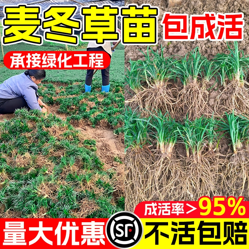 麦冬草苗玉龙草耐寒别墅庭院园林绿化草坪植物细叶带土日本麦冬苗