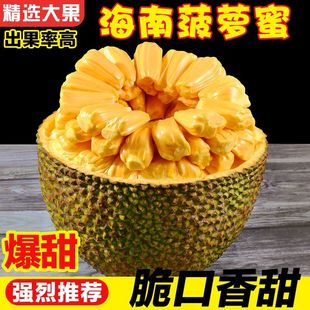 海南三亚菠萝蜜新鲜水果波罗蜜当季一整个10-40斤整箱包邮红肉