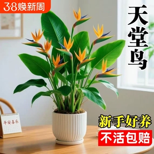 天堂鸟盆栽室内客厅大型绿植高级感大叶植物花卉鹤望兰水培办公桌