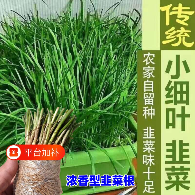 韭菜根苗紫根宽叶蔬菜四季阳台庭院盆栽农家菜籽种苗多年生老品种