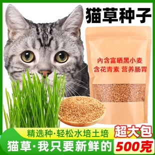 猫草种子猫草水培种植猫草猫咪吃的化毛去毛球懒人猫麦草籽营养