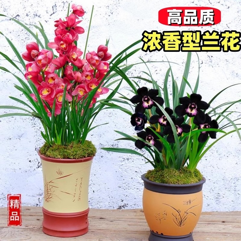 兰花苗盆栽好养君子兰蝴蝶兰花卉绿植物四季开花客厅精品阳台浓香
