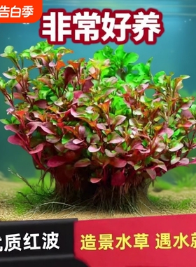 红波坨草自带营养底座沉底水草DIY扦插养鱼植物红色阴性中后景草