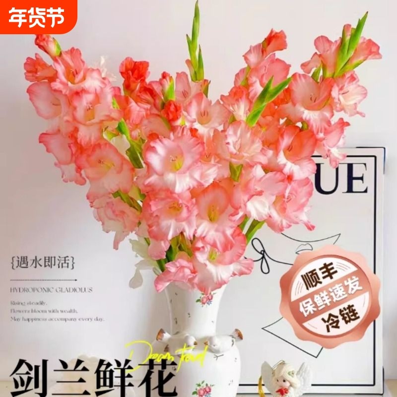 剑兰鲜花云南基地直发玫瑰百合家用插花鲜切花真花超长花期紫罗兰