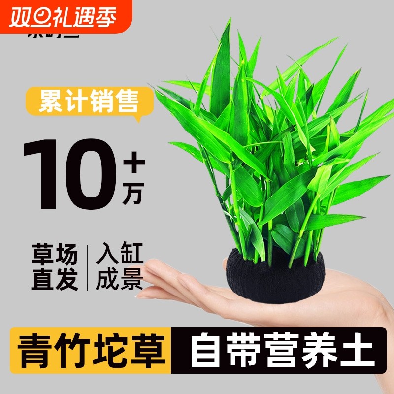鱼缸坨草水草植物青竹大增氧阴性懒人造景水培水质水罗兰淡水