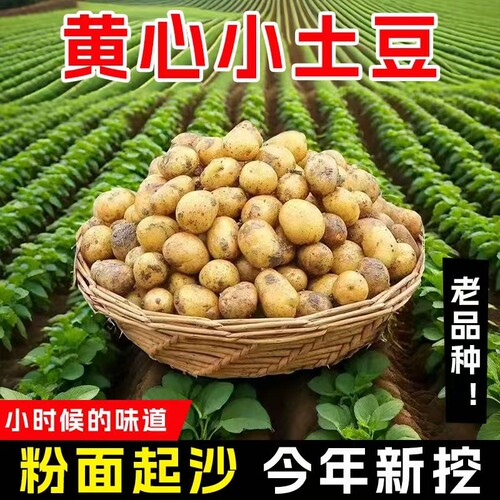 黄心小土豆恩施湖北当季