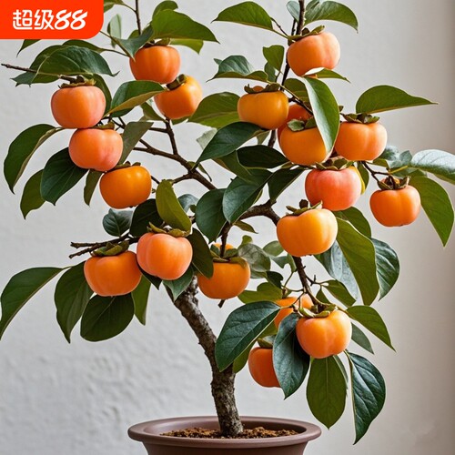 太秋甜柿树苗|超1000次加购