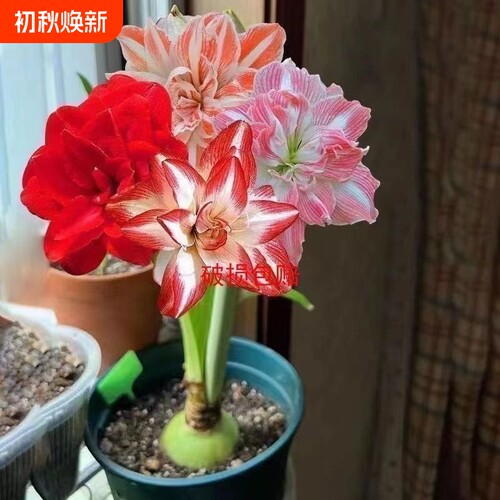 正品特大朱顶红四季开花开花客厅装饰品重瓣阳台花孔雀双龙甜蜜
