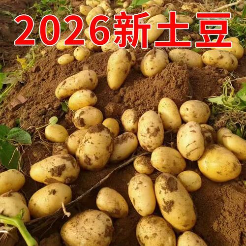 2026年新土豆贵州农家黄心