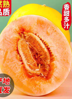 正宗甘肃黄金蜜瓜新鲜水果当季脆甜冰糖网纹香黄河蜜瓜整箱包邮