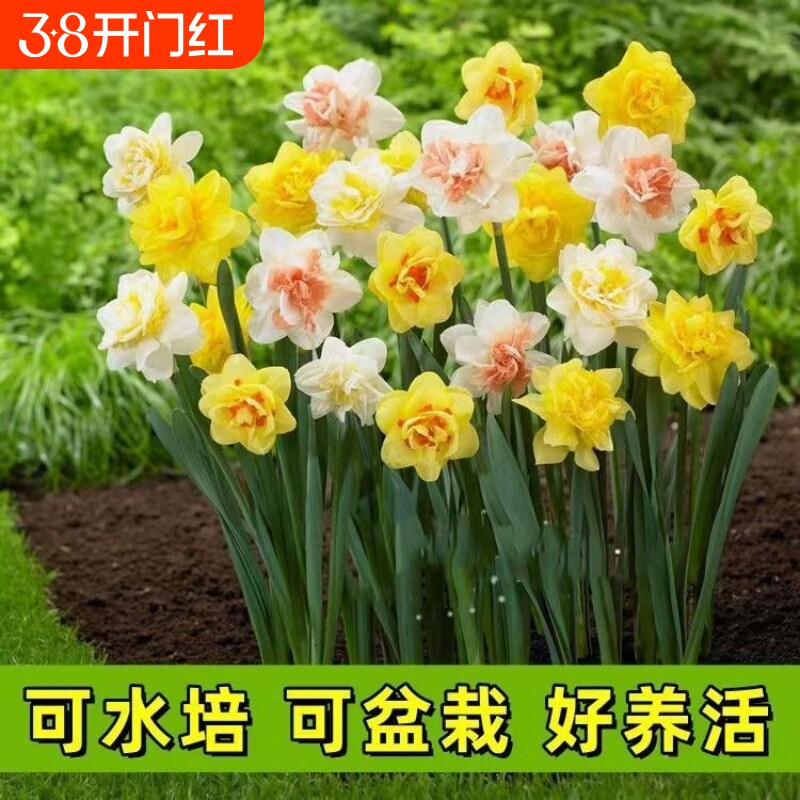 【冬季水培】水仙花水培四季开花盆栽耐寒植物室内易养活花卉绿植