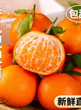 MS2正宗四川眉山春见粑粑柑榨汁手剥甜桔子现采直发应季水果