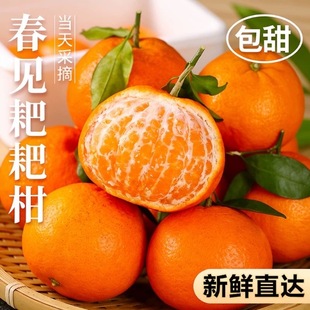 四川眉山正宗春见耙耙柑净重4.5斤