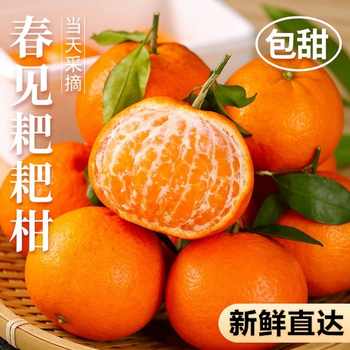 四川眉山正宗春见耙耙柑甜蜜多汁现采直发儿童孕妇时令水果桔子实付10.9元到手包邮