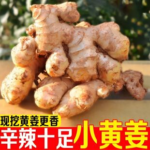 【现挖小黄姜】高山小黄姜正宗鲜姜农家嫩生姜辛辣味足蔬菜老姜