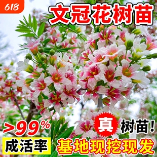 状元花大树苗文冠花树苗盆栽地栽庭院文冠果浓香型绿植花卉风景树
