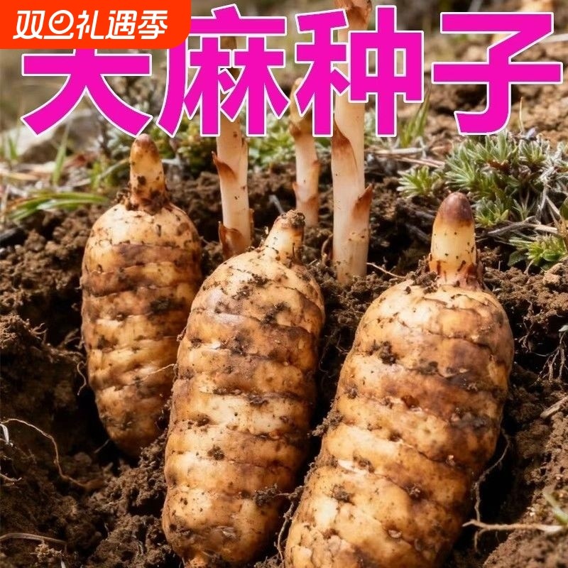 天麻种子好种植秋冬种植高产蔬菜种子高发芽率种植-WZN