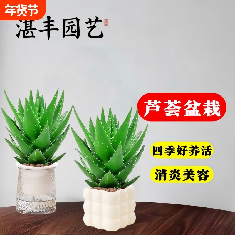 芦荟盆栽室内植物食用灌肤美容院专用绿植除甲醛桌多肉四季好养活,鲜花速递/花卉仿真/绿植园艺,多肉植物,淘宝优惠券,粉丝福利购,淘宝优惠卷