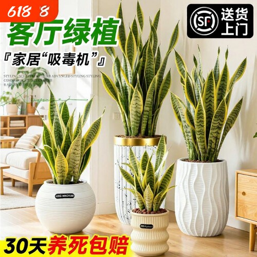 金边虎皮兰绿植办公室内客