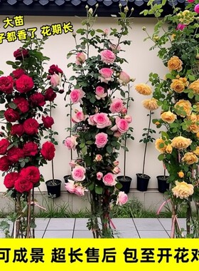 1米6特大爬藤月季蔷薇花苗藤本植物庭院种盆栽花卉玫瑰开花耐寒