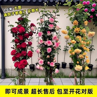 1米6特大爬藤月季蔷薇花苗藤本植物庭院种盆栽花卉玫瑰开花耐寒