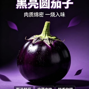 新鲜紫圆茄子现摘农家自种紫光圆茄皮薄肉嫩少籽不吸油时令蔬菜