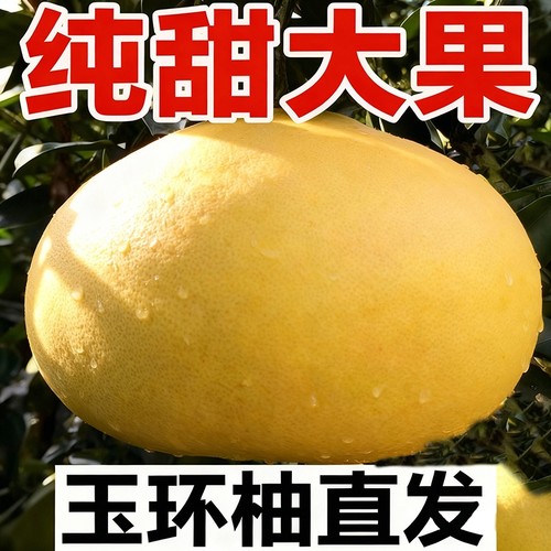 正宗玉环文旦柚子浙江台州楚门特产文旦柚玉环柚大果白心纯甜现摘