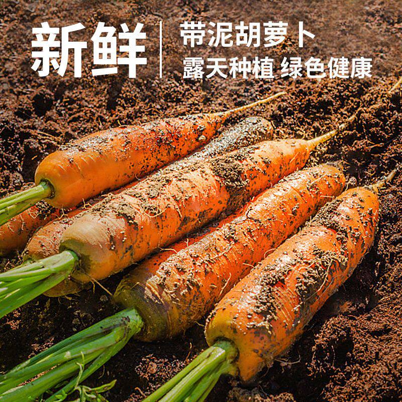 河南脆甜胡萝卜新鲜现挖农家自种沙地胡萝卜脆甜爽口营养健康蔬菜