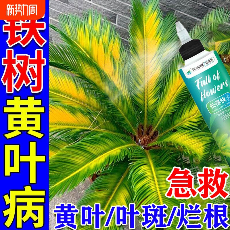 铁树专用营养液叶子发黄烂根硫酸亚铁肥料助增长复活液黄叶土壤