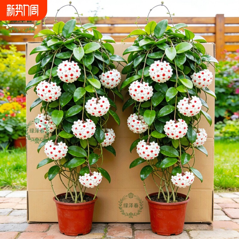 球兰大苗盆栽绿植带花吊兰小苗室内外四季开花卉植物兰花苗客厅