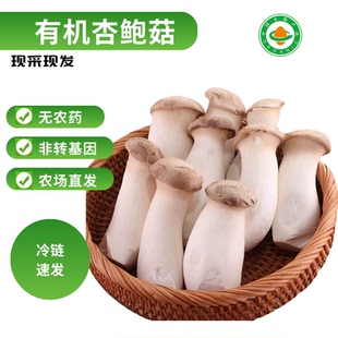 【有机蔬菜】新鲜大粒杏鲍菇鸡腿菇烧烤火锅食材蘸酱菜云南新鲜菜