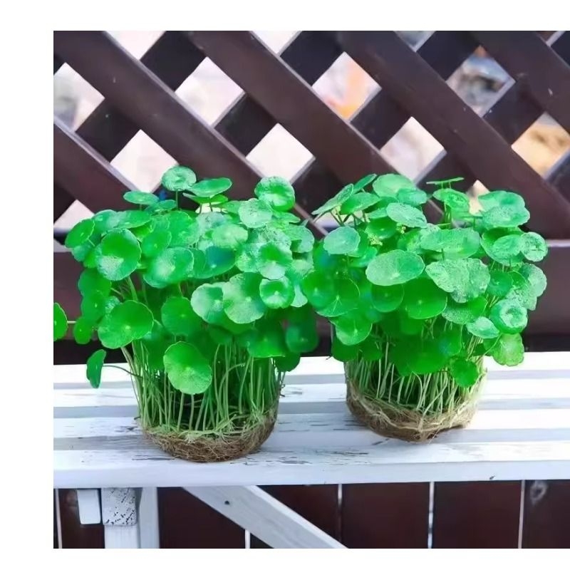 水培铜钱草招财植物带叶金钱草办公桌面盆栽室内水养土培绿植花卉