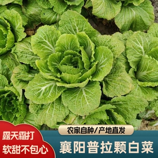 湖北襄阳霜打普拉颗白菜散叶趴地白菜