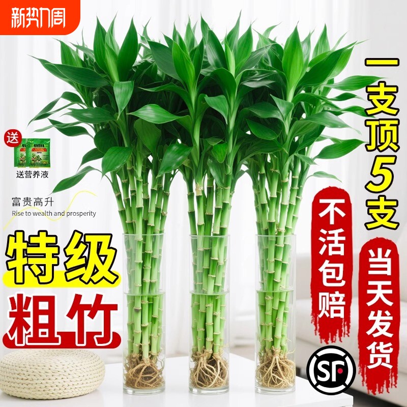 富贵竹水培植物客厅招财花卉盆景栽绿植萝带根转运龙竹子阳台卧室