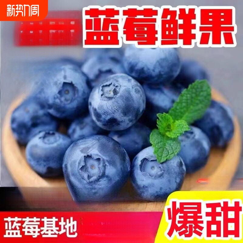 山东农家现摘现发大果水果纯甜蓝莓鲜果个头饱满清香怡人好吃果园