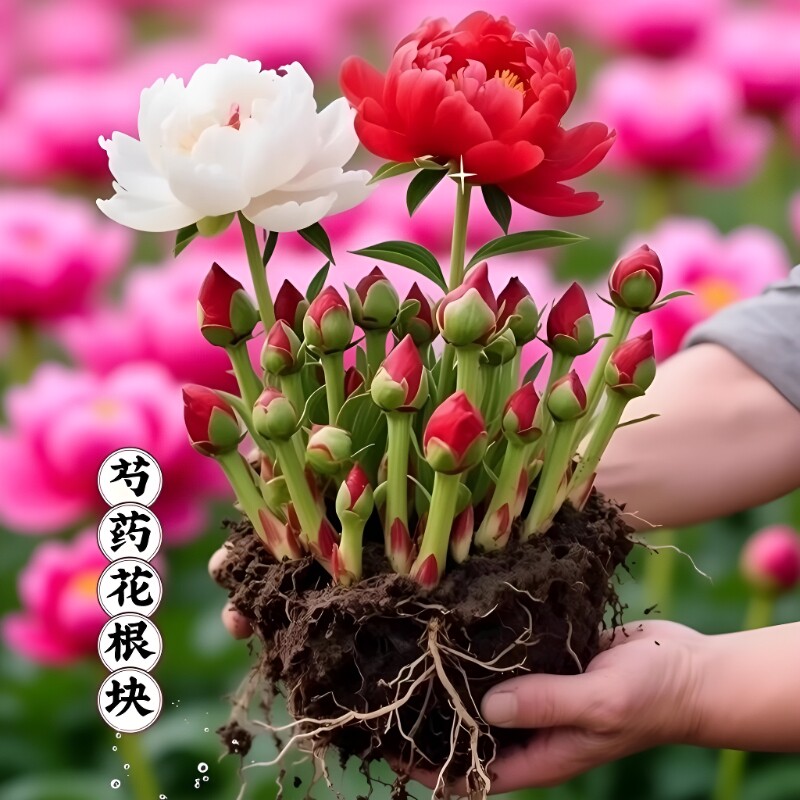 重瓣大花耐寒芍药花苗种根耐热绿植阳台盆栽室内鲜花牡丹花卉植物